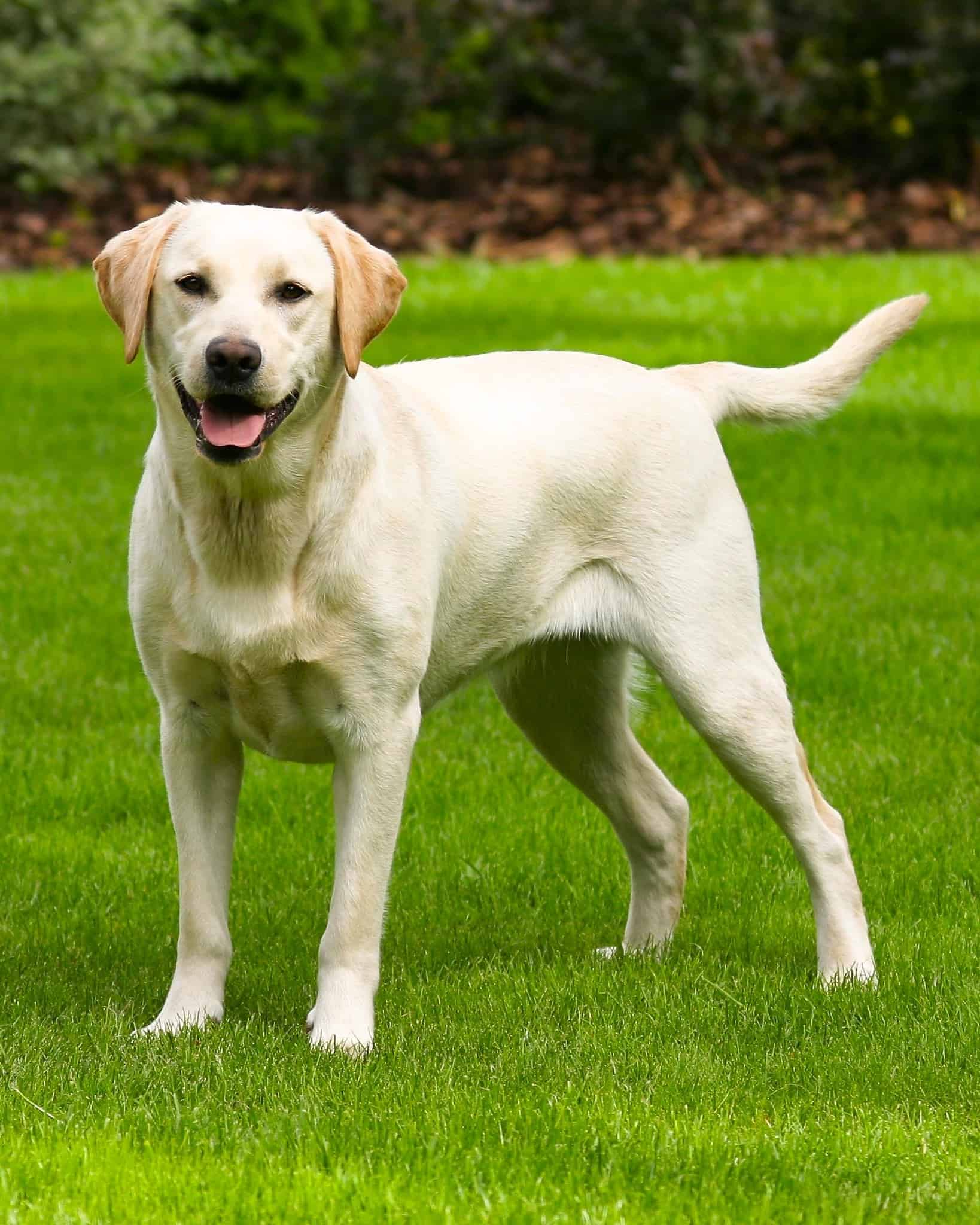 A closer look at Golden Retriever Hair Care Routine