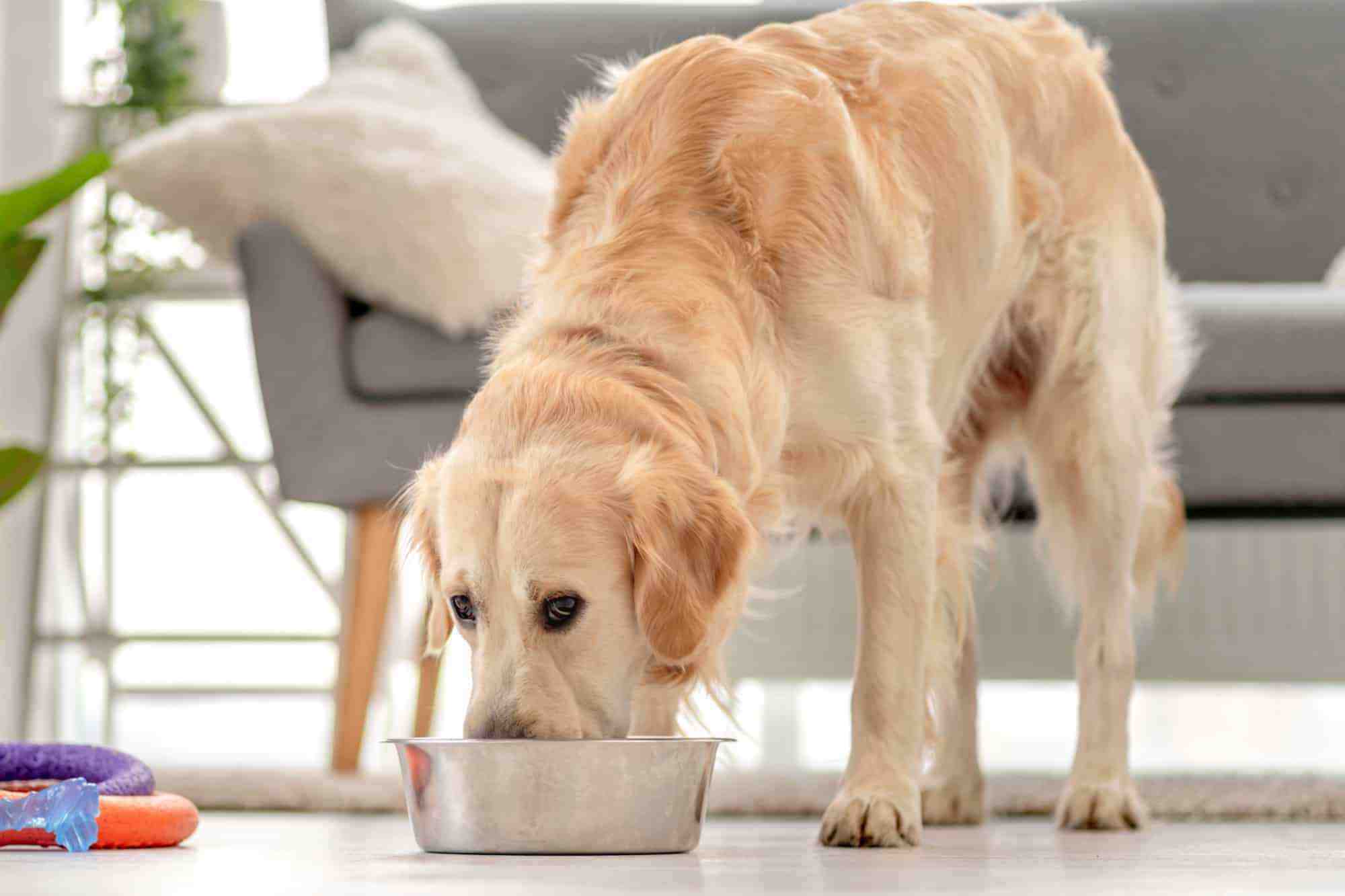How Much to Feed a Golden Retriever (Feeding Chart & Guide)