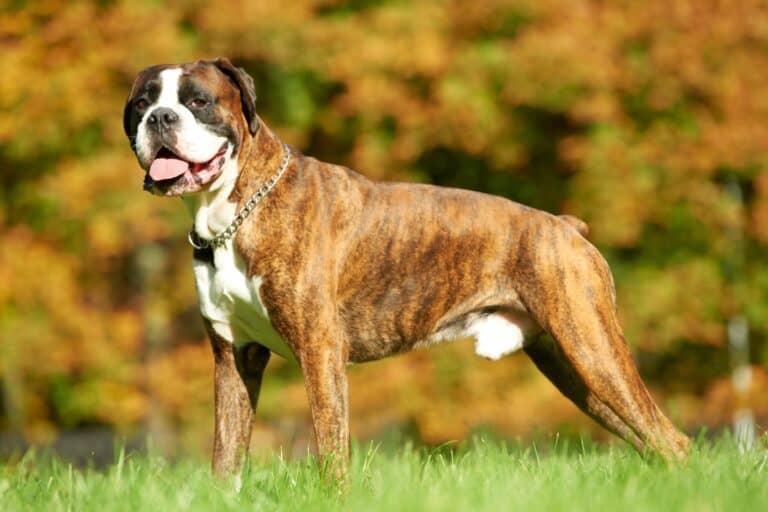 Boxer Dog Growth & Weight Chart Guide)