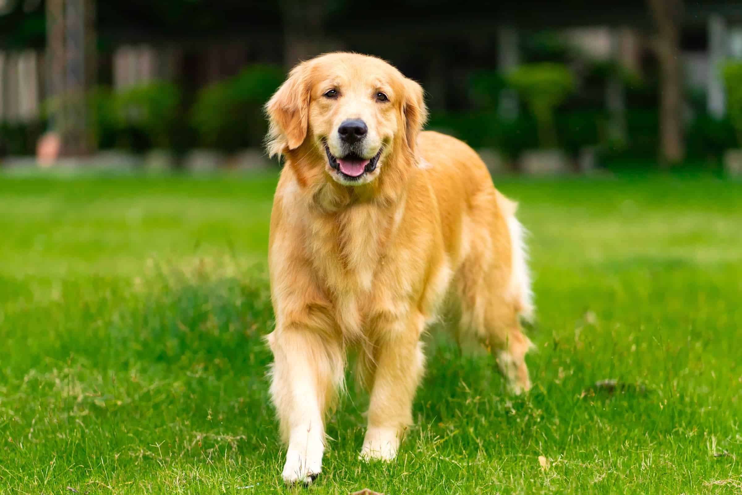 Golden Retriever Growth Chart (Size & Weight Chart) Happy Dog Breeds