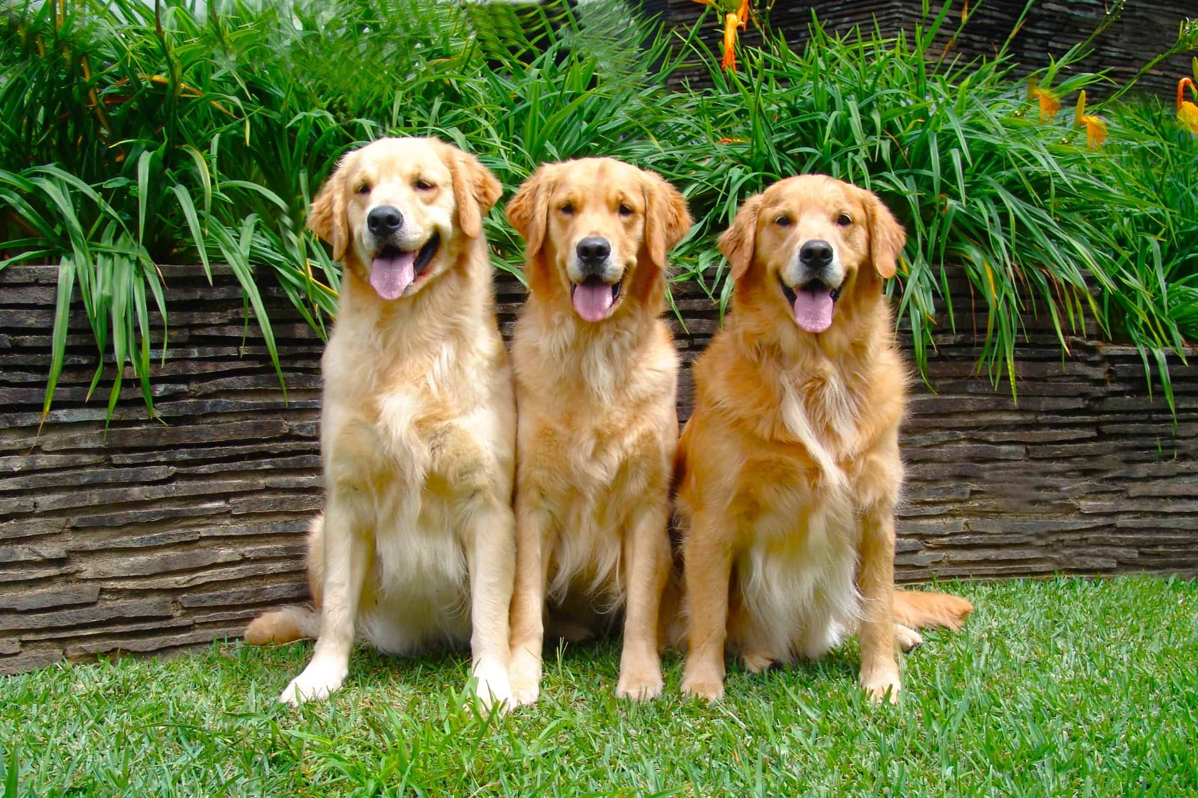 When Does A Golden Retriever Reach Full Size