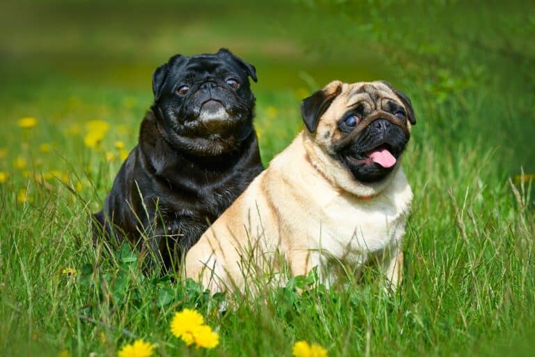 Pug Growth Chart (Size & Weight Chart) Happy Dog Breeds