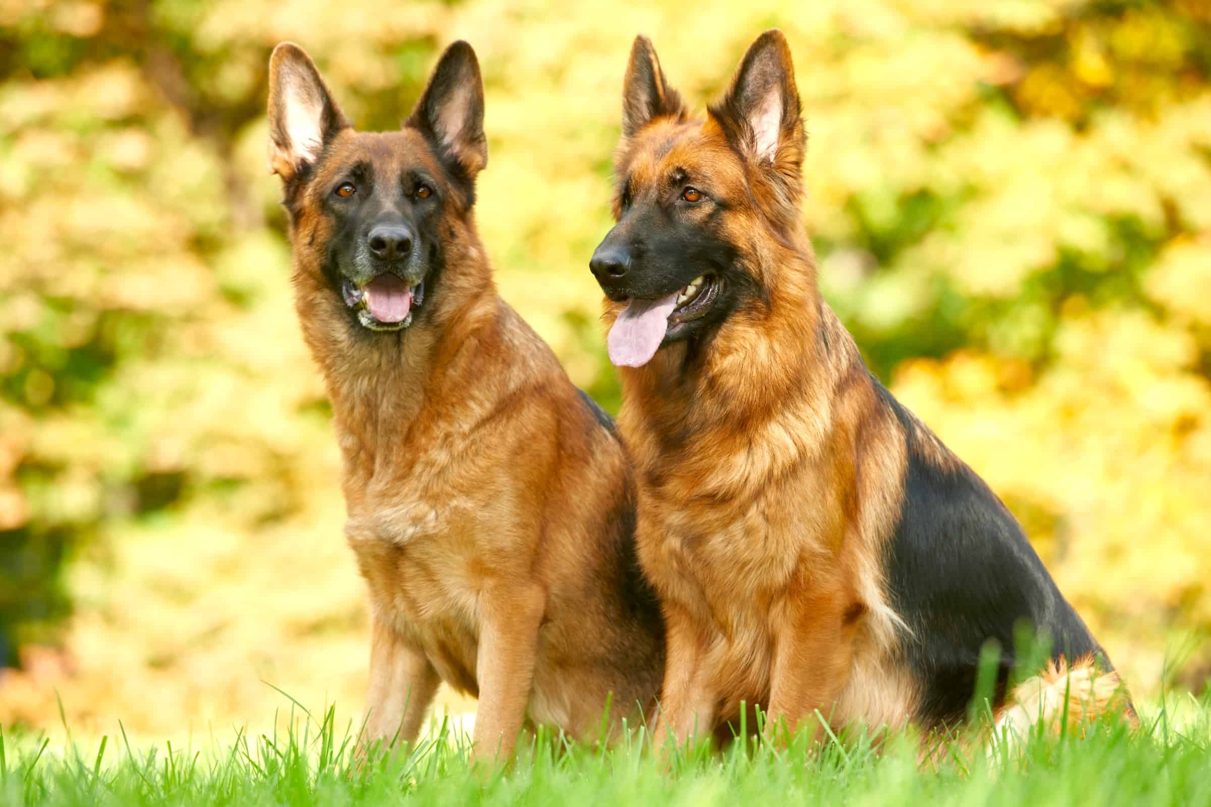 German Shepherd Growth Chart (Size & Weight Chart)