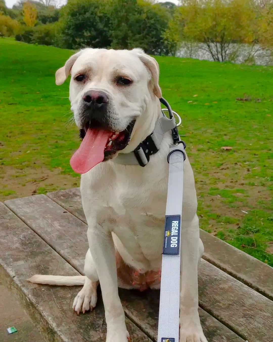 White Cane Corso Everything You Need to Know