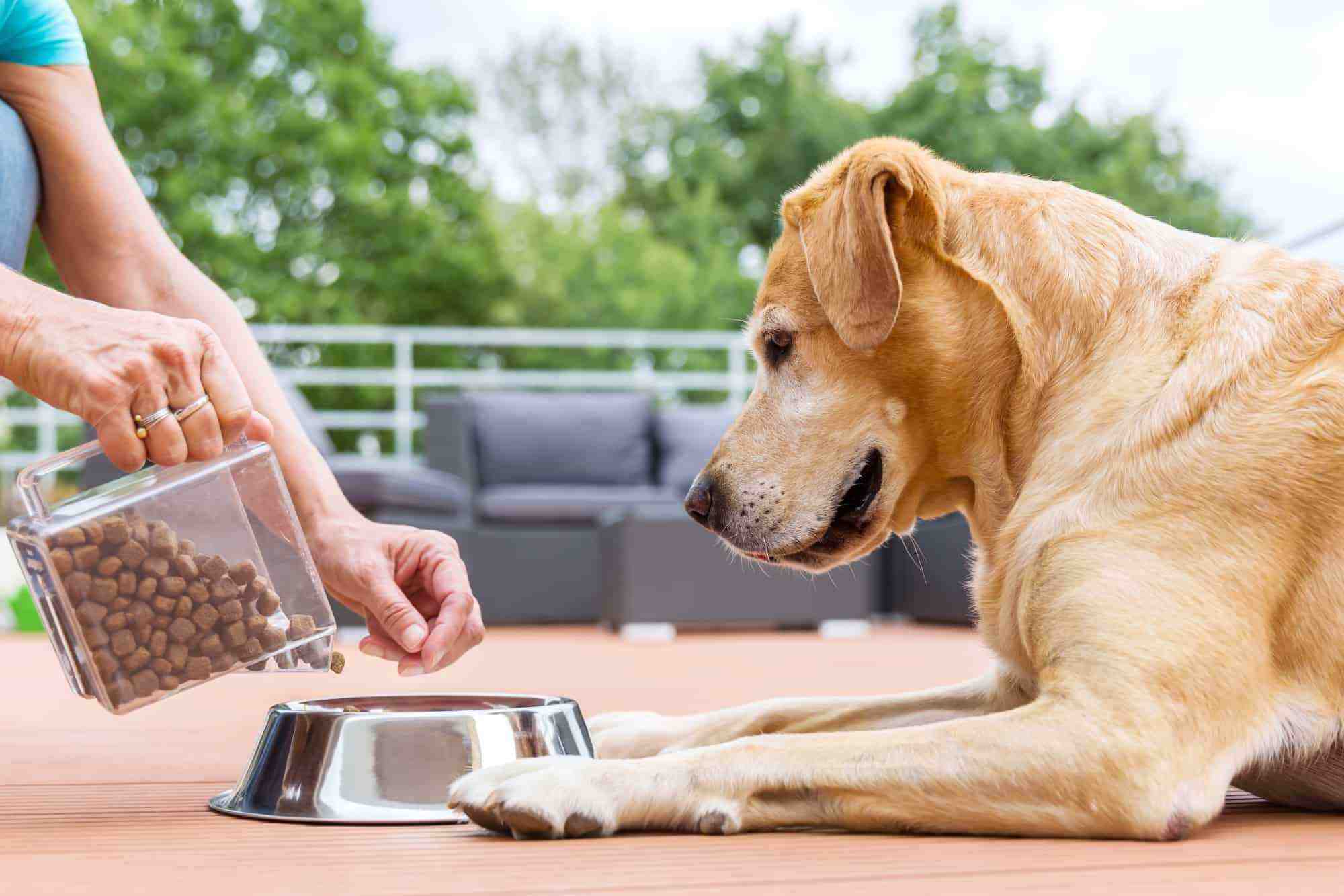 How Much to Feed a Labrador (Feeding Chart & Guide)