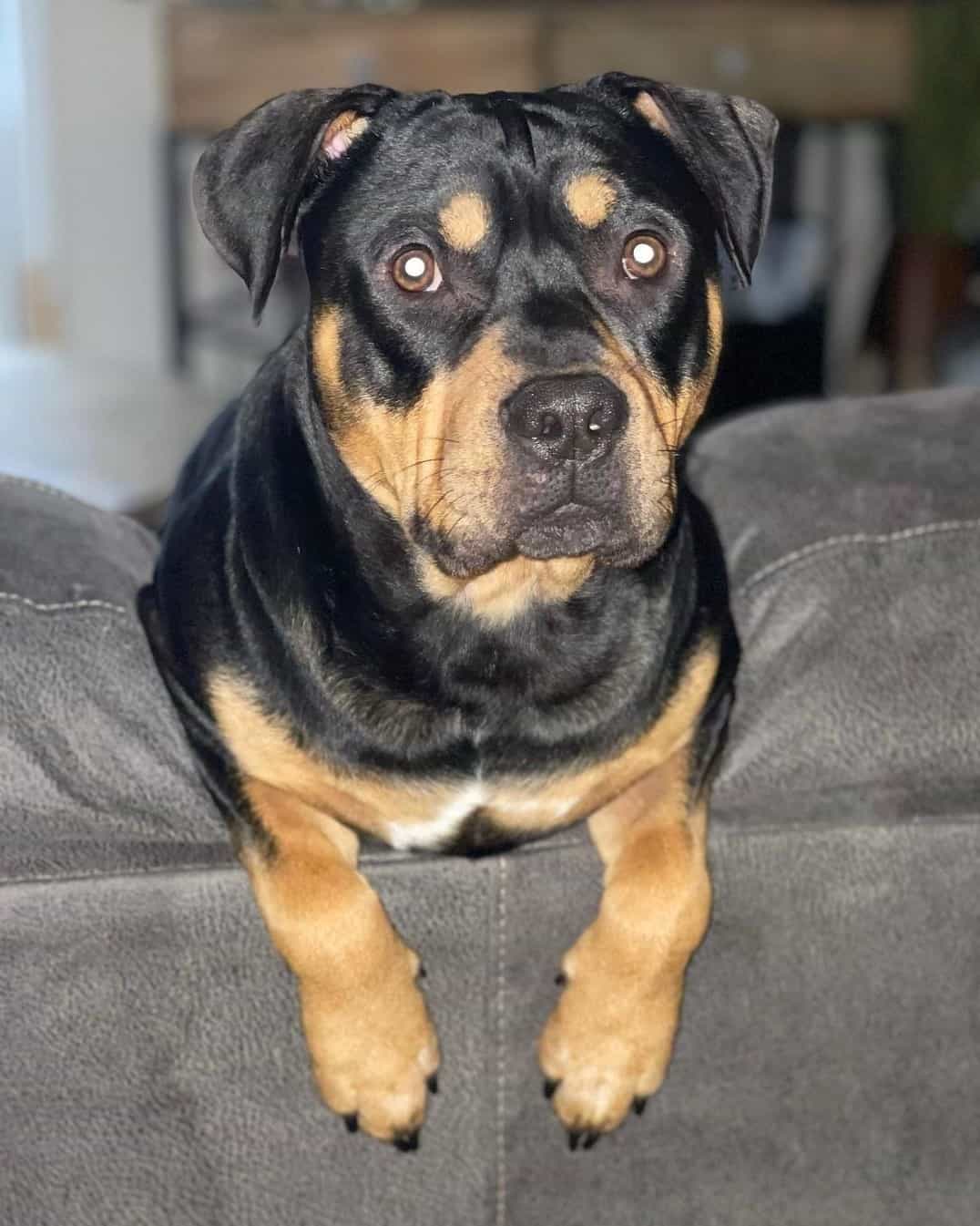 Cocker Spaniel Pitbull Mix (Cocker Pit) Info, Pictures & Facts