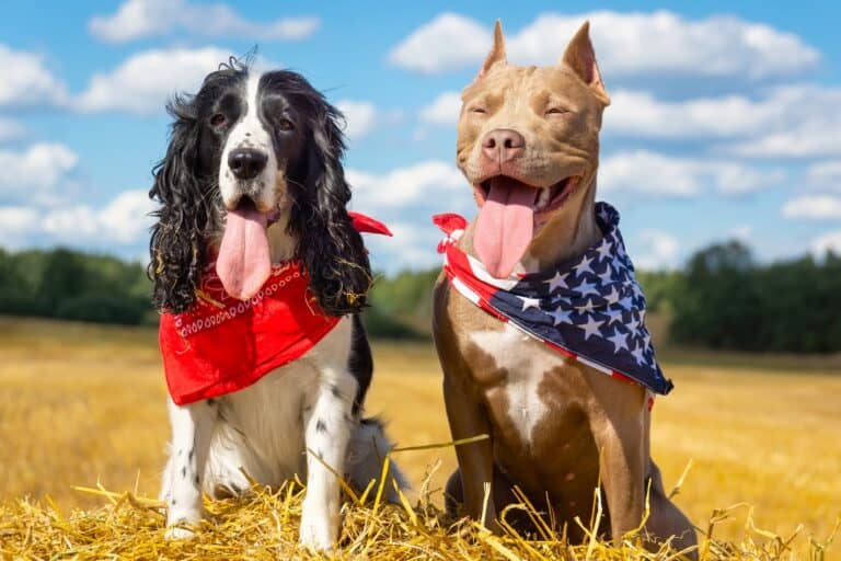 Cocker Spaniel Pitbull Mix (Cocker Pit) Info, Pictures & Facts