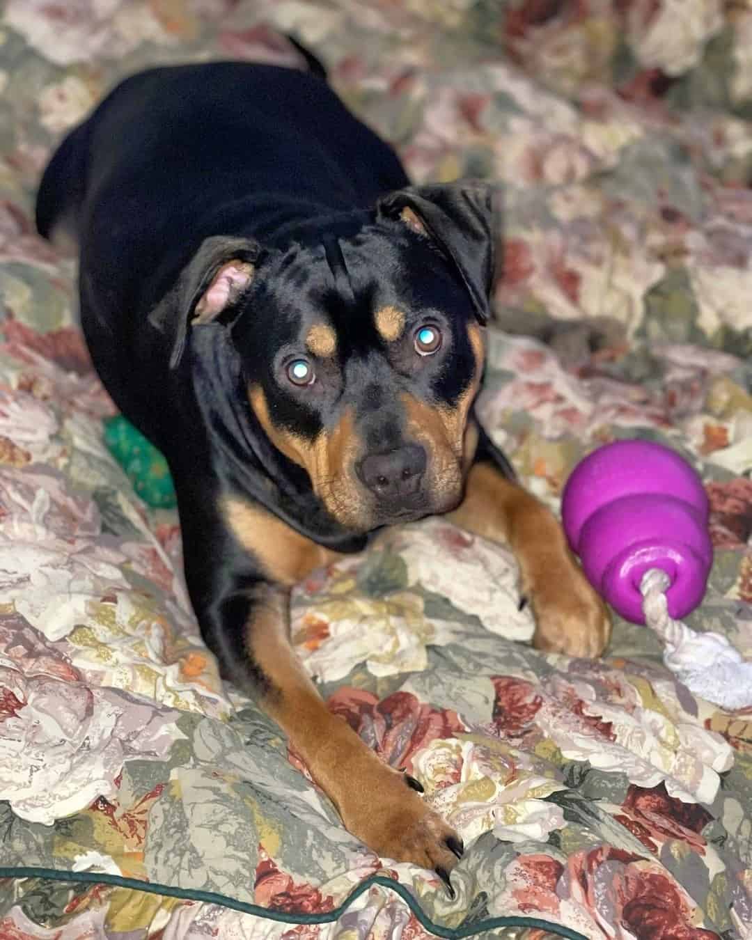 Cocker Spaniel Pitbull Mix (Cocker Pit) Info, Pictures & Facts