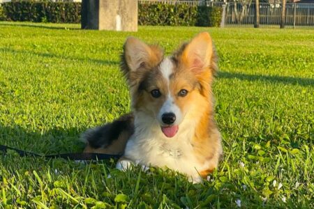 American Corgi: Breed Info, History, Breeders & Pictures