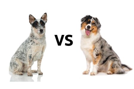 Australian Cattle Dog vs. Australian Shepherd