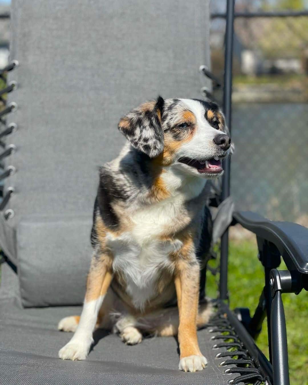 Australian Shepherd Beagle Mix Info, Pictures, Traits & Facts