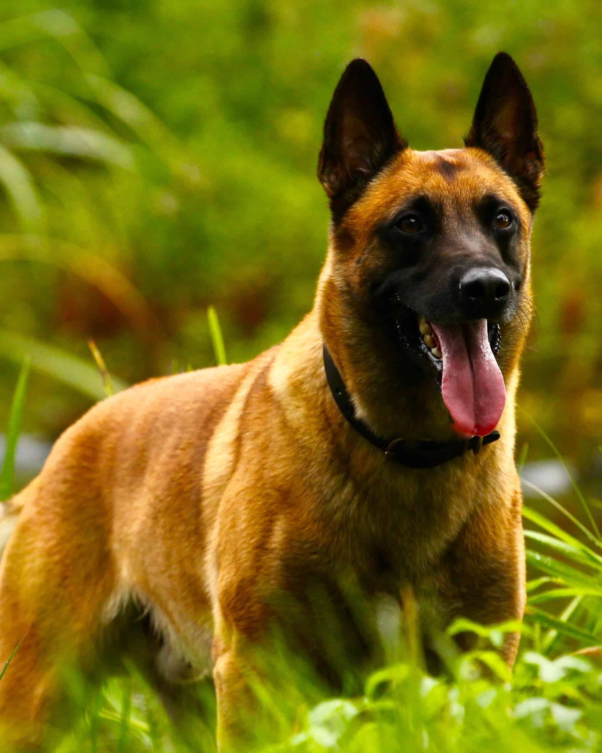 20 Dog Breeds With Black Tongues (With Pictures)