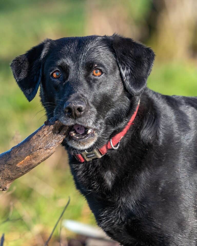 20 Dog Breeds With Black Tongues (With Pictures)