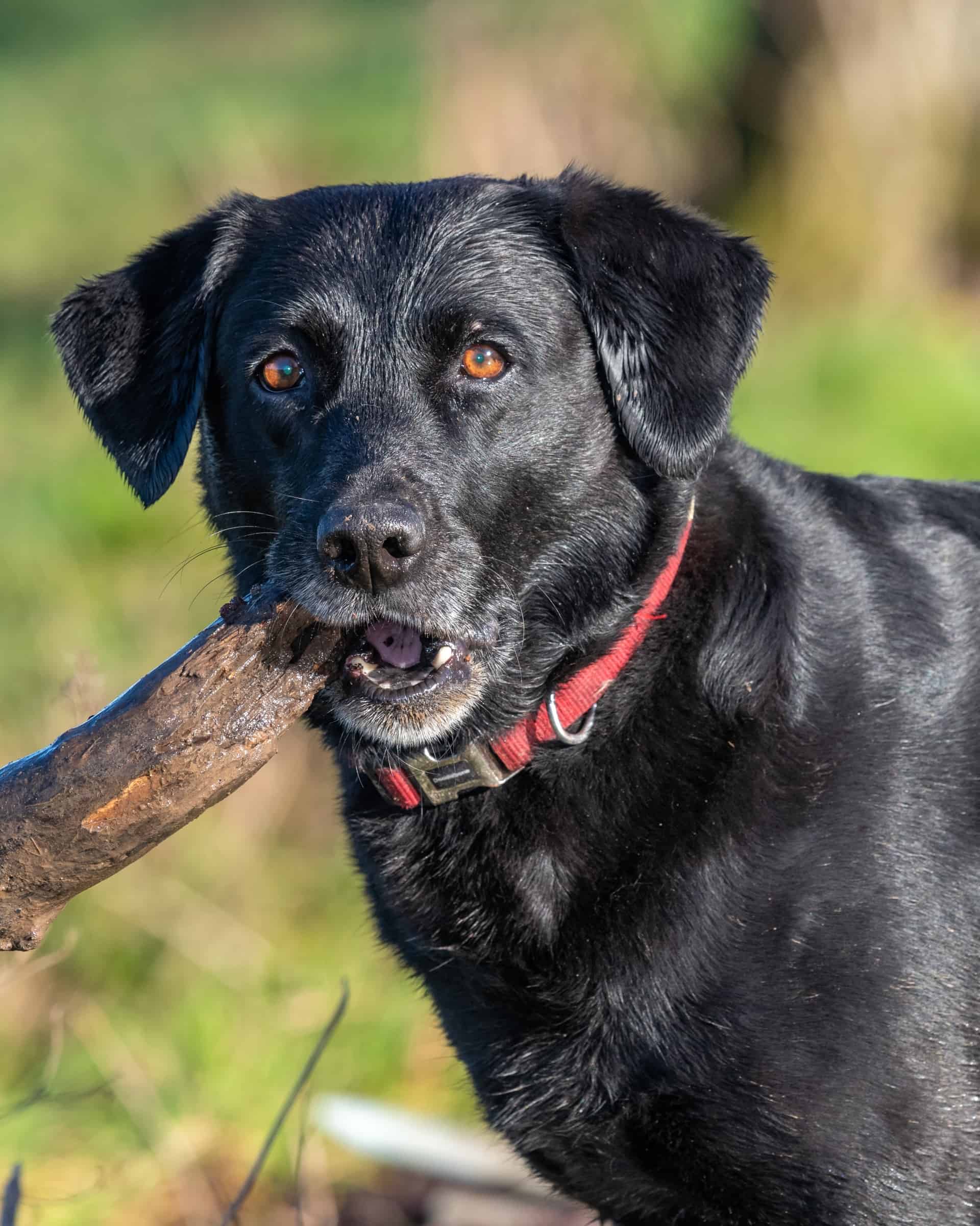 20 Dog Breeds With Black Tongues (With Pictures)