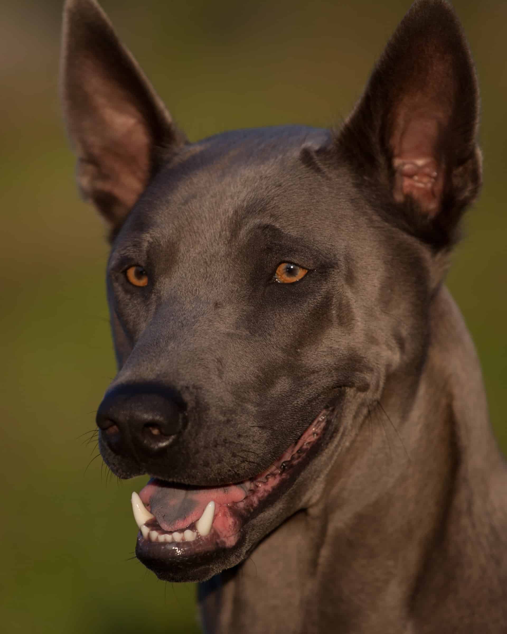 20 Dog Breeds With Black Tongues (With Pictures)