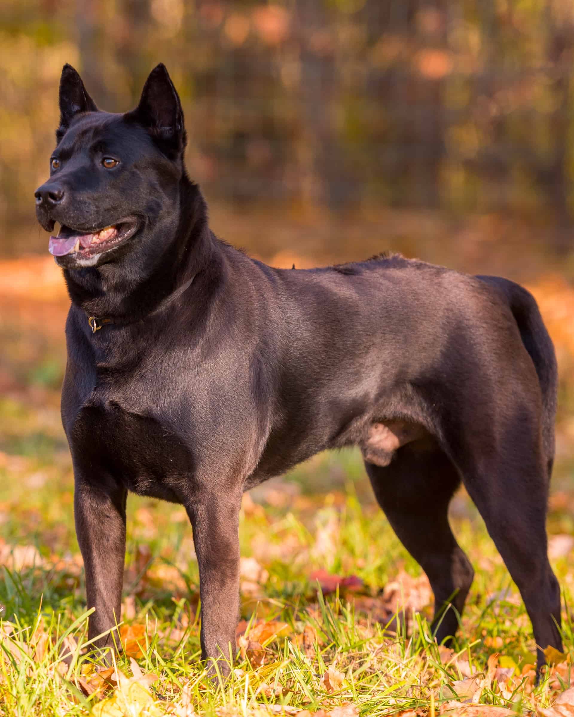 17 Dog Breeds With Blue Tongues (With Pictures & Facts)