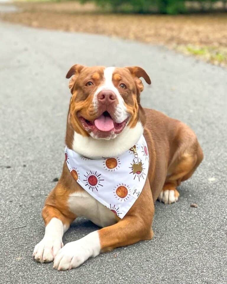 Australian Shepherd Bulldog Mix (Bull-Aussie): Facts & Pictures