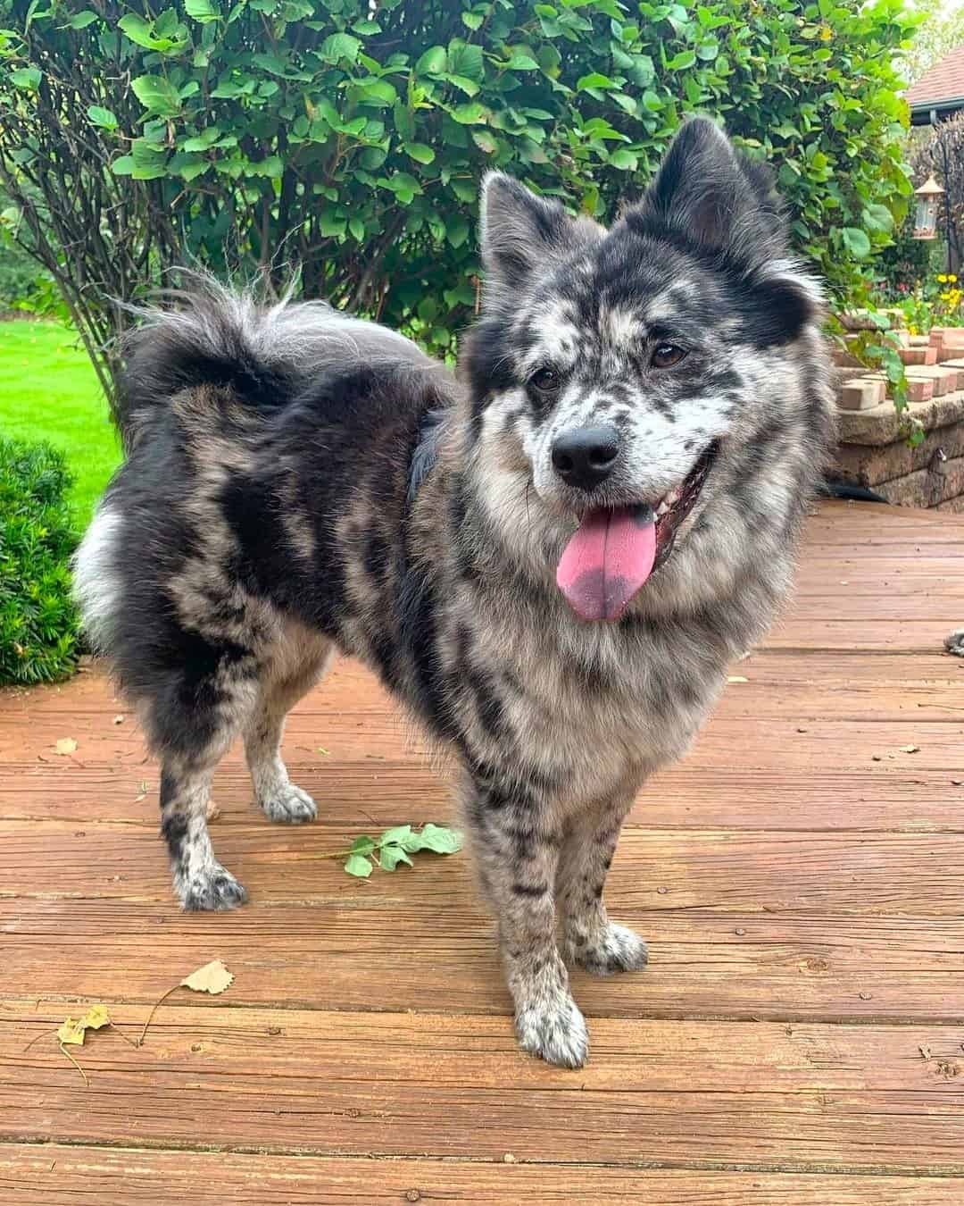 Australian Shepherd Chow Mix Info, Pictures, Traits & Facts Happy