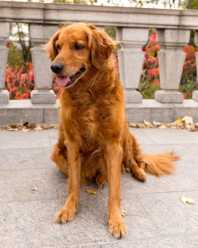 6 Golden Retriever Colors Explained (With Pictures)