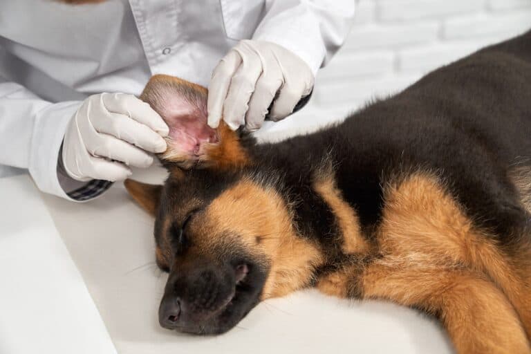 Scabs on Edge of Dog's Ears? Common Causes & What to Do