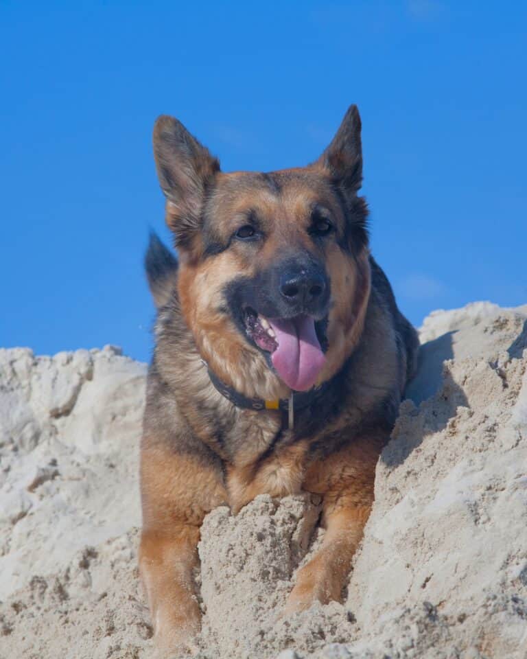 17 Dog Breeds With Blue Tongues (With Pictures)