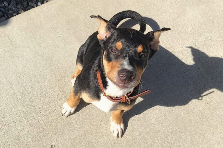 Pitbull Rottweiler German Shepherd Mix (Facts & Pictures)