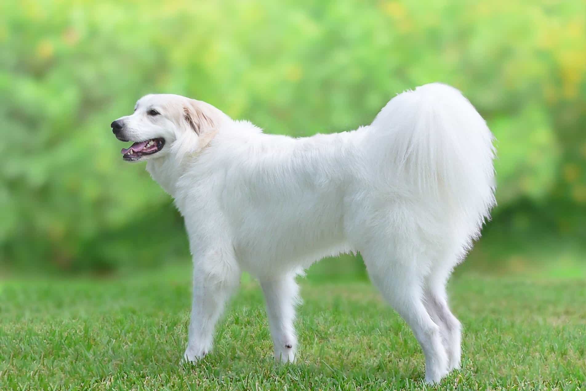 7 Great Pyrenees Colors & Markings (With Pictures)