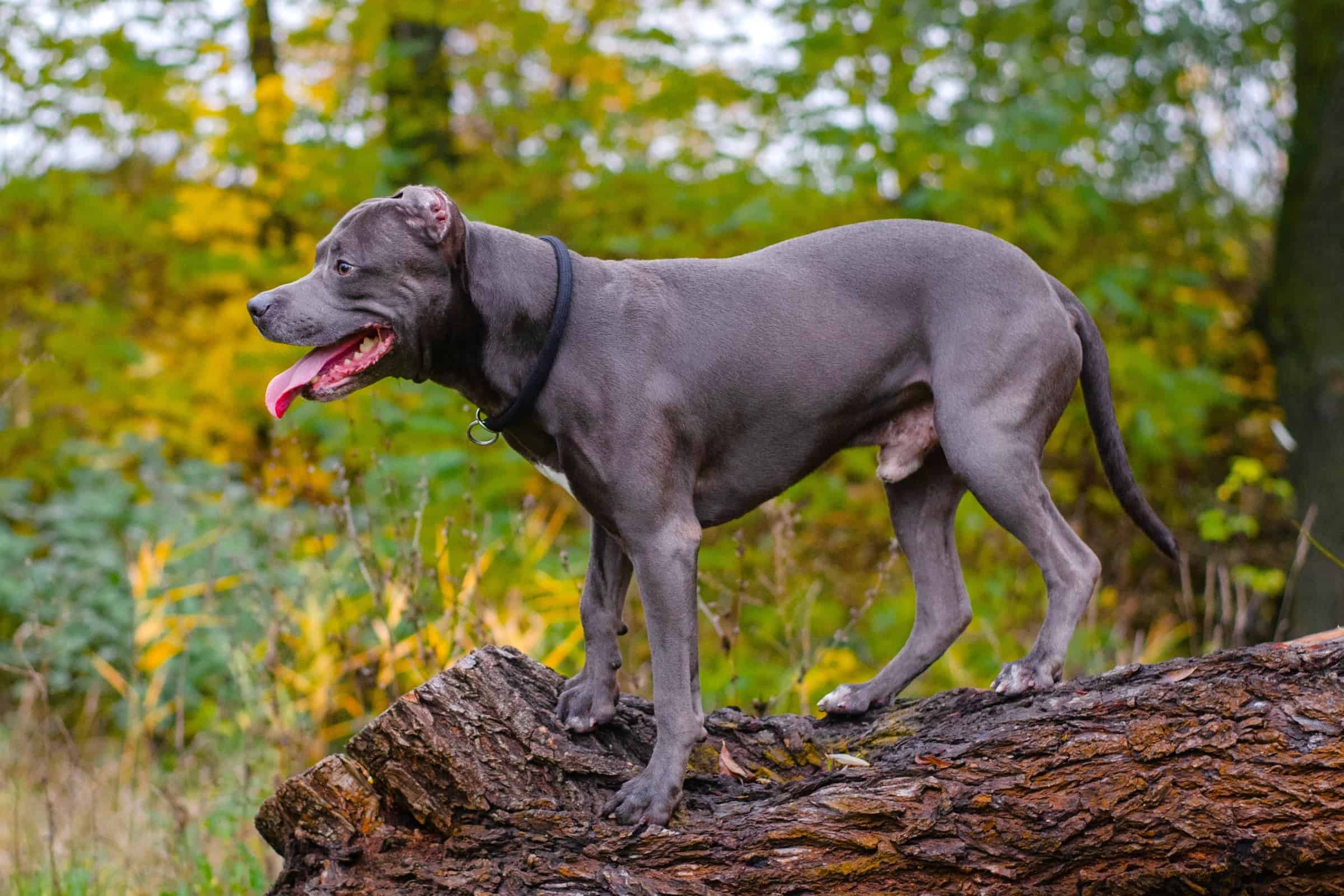 Grey Pitbull Facts, Appearance, & Pictures