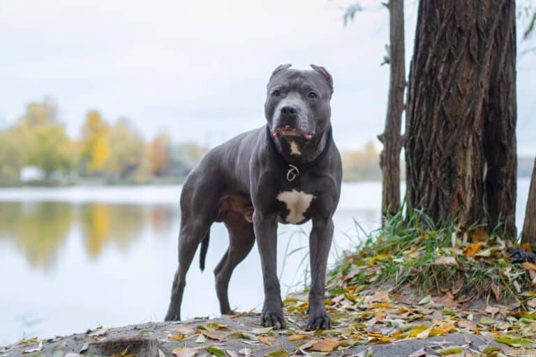 Grey Pitbull Facts, Appearance, & Pictures