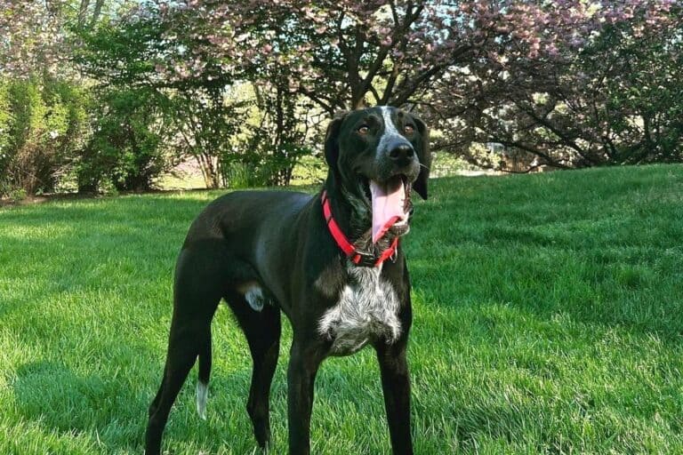 Bluetick Coonhound Lab Mix Info, Pictures, Traits & Facts