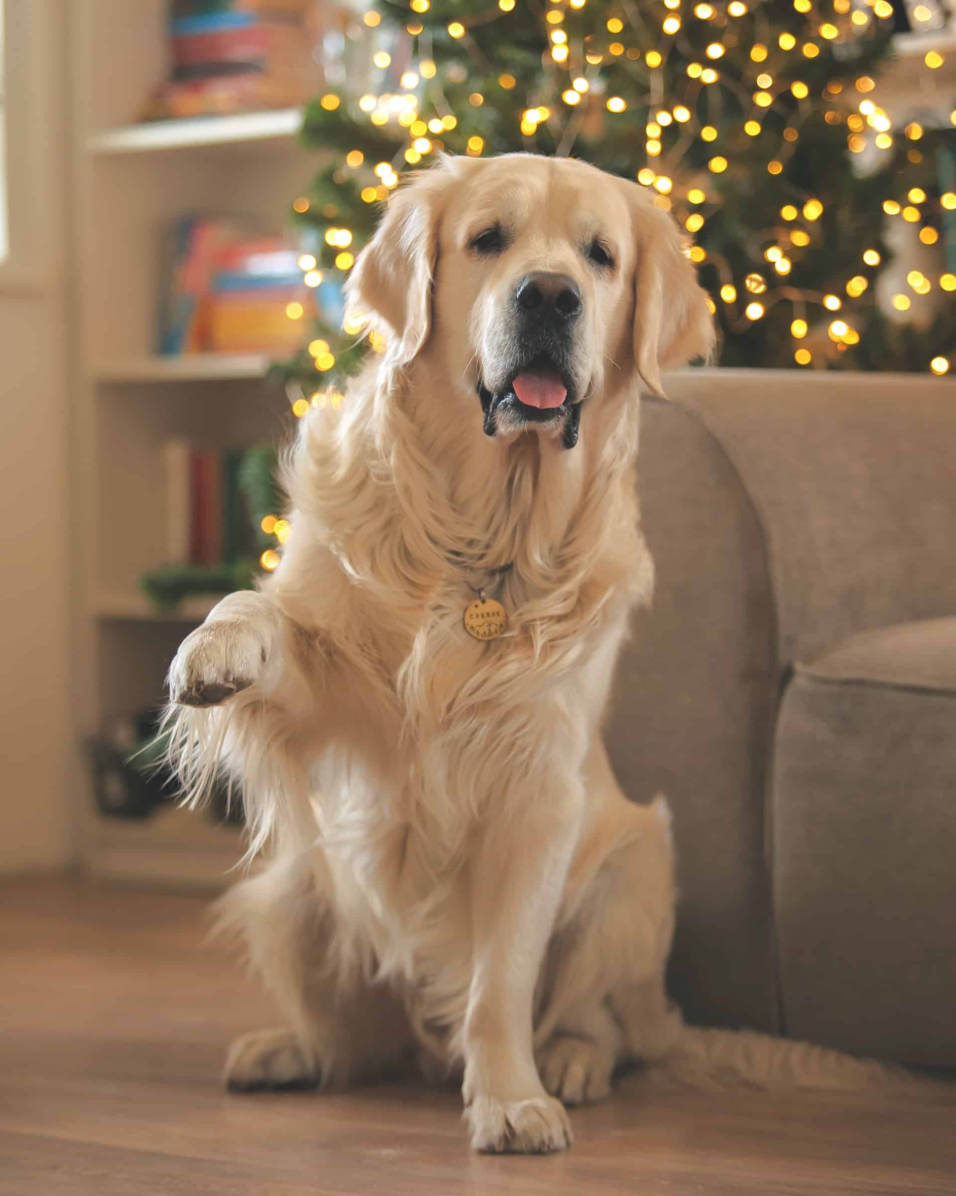 6 Golden Retriever Colors Explained (With Pictures)