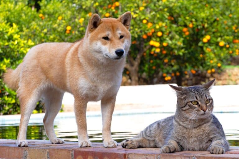Male vs. Female Shiba Inu Which Is Better?