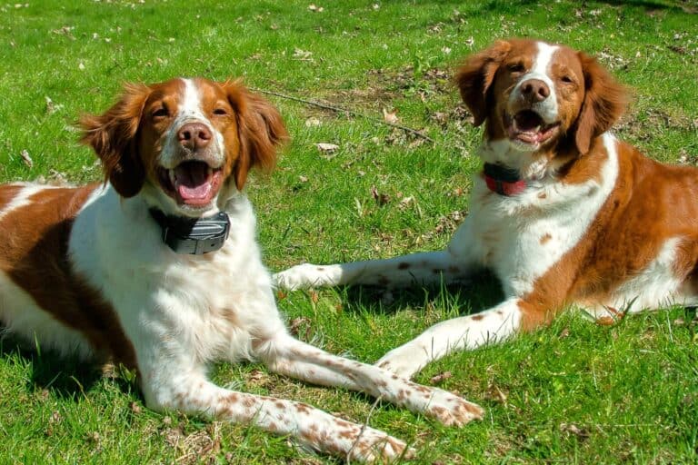 Male vs. Female Brittany Spaniel Which Is Better?