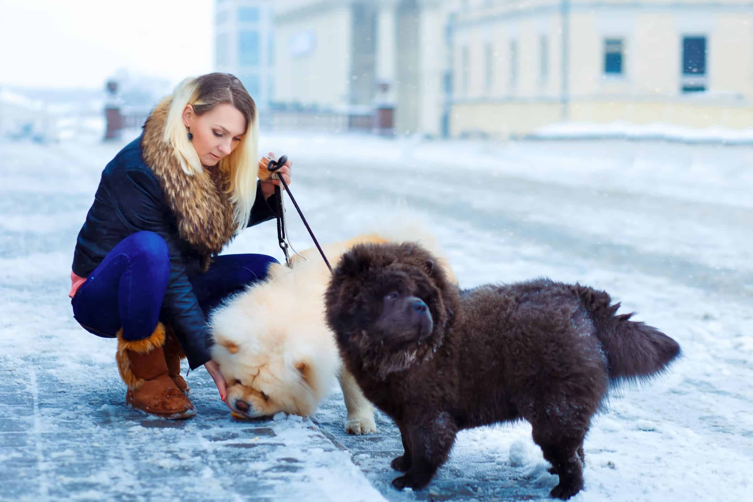 Male vs. Female Chow Chow Which Is Better?
