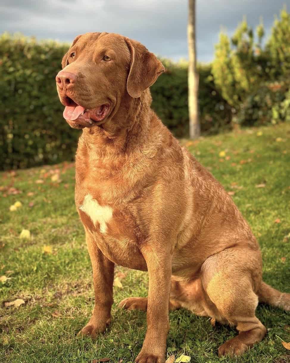 9 Chesapeake Bay Retriever Colors (With Pictures)