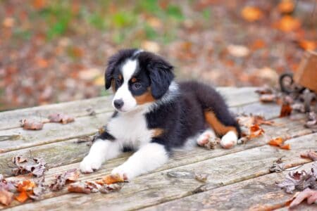 Warnschild „Vorsicht Australian Shepherd“ – Alu-Verbundplatte, Wetterfest, UV-beständig, 20x30 Cm, Für Garten, Haustür, Zaun