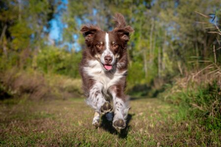 Tri Color Running Tri-Color Australian Shepherd: Facts, Genetics, Pictures & More