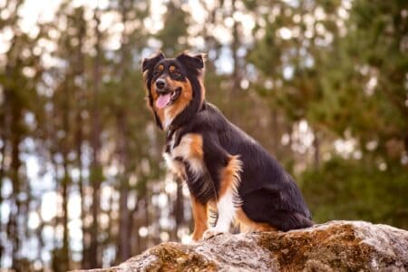 Tri-Color Australian Shepherd: Facts, Genetics, Pictures & More