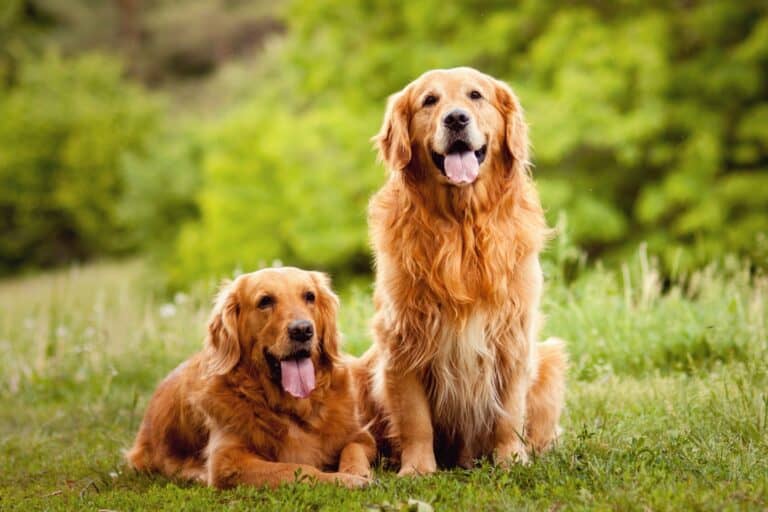 6 Golden Retriever Colors Explained (With Pictures)