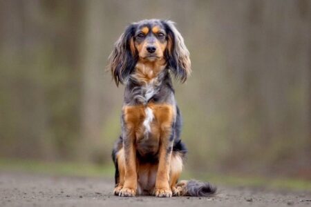 Australian Shepherd Cocker Spaniel Mix (Pictures & Facts)