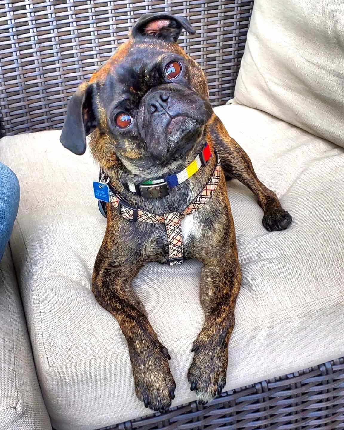 Boston Terrier Pug Mix Info, Pictures, Traits & Facts