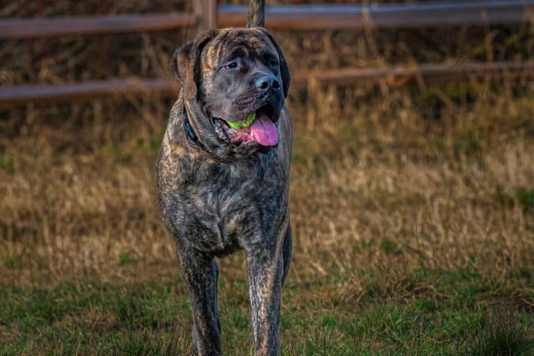 Male vs. Female Mastiff: Which Is Better? - Happy Dog Breeds