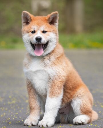 35-adorable-dog-breeds-with-pointy-ears-with-pictures