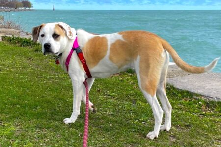 American Bulldog Great Pyrenees Mix: Info, Pictures & Facts