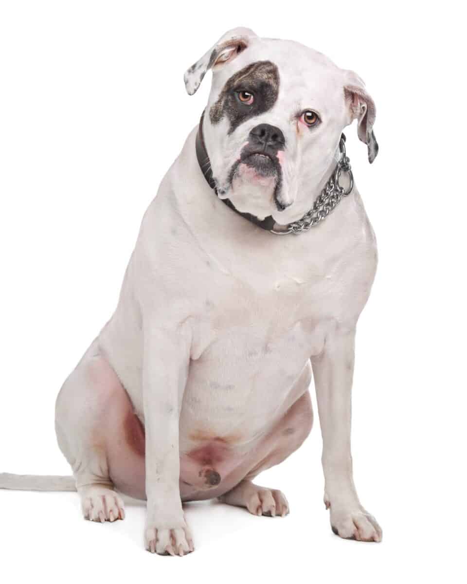 20 Types of Bulldog Breeds: American, English, French & More