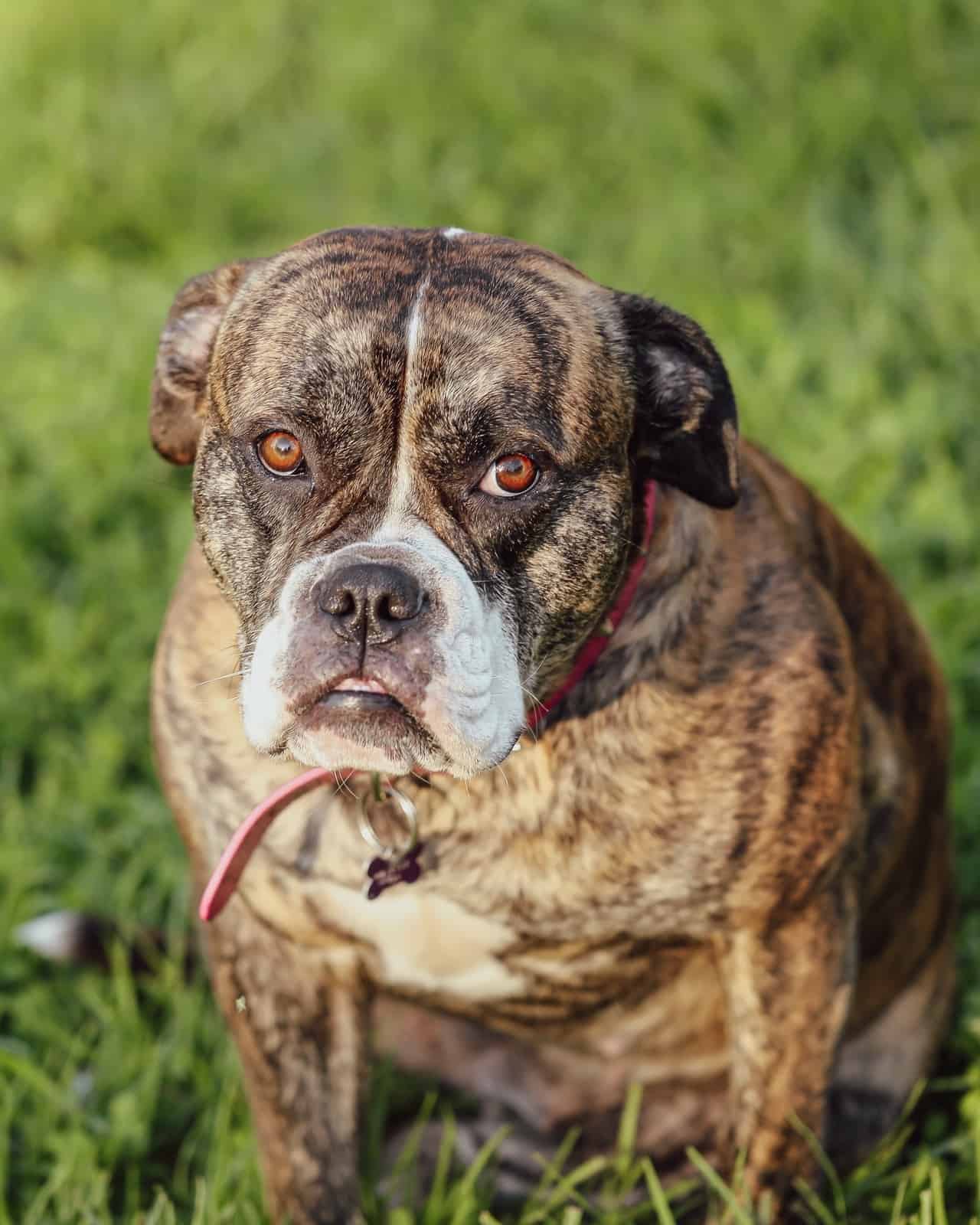 16 American Bulldog Colors & Markings (With Pictures)