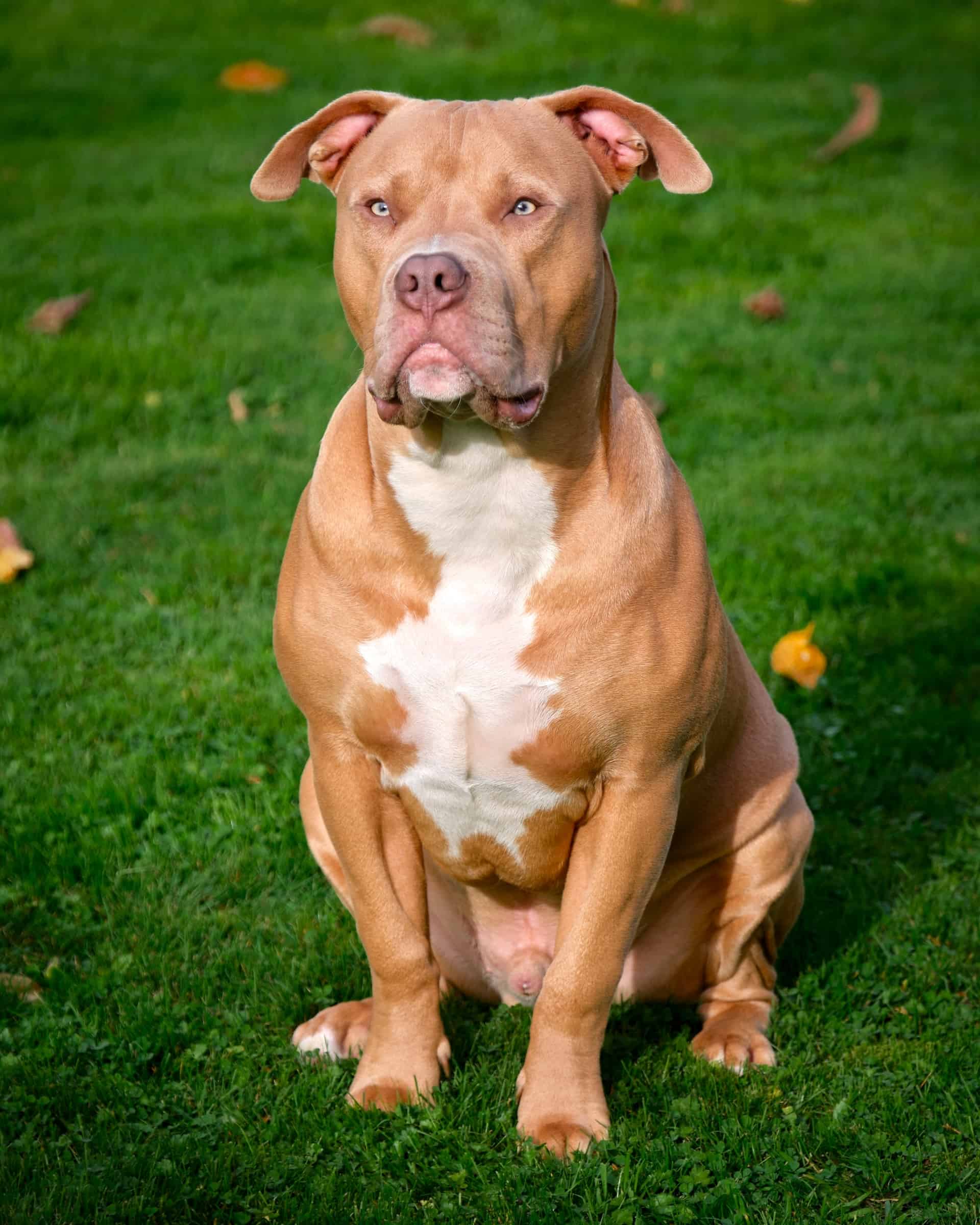 20 Types of Bulldog Breeds: American English French More