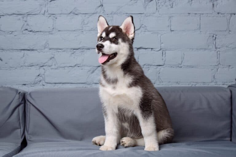 How Much Does a Husky Cost? (2024 Updated)