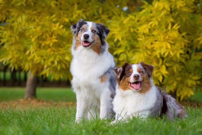 How Much Does an Australian Shepherd Cost? (2024 Updated)