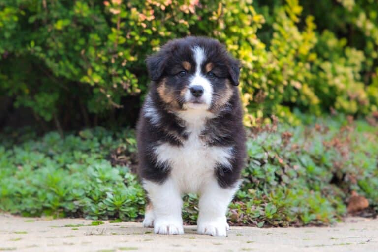 How Much Does an Australian Shepherd Cost? (2024 Updated)